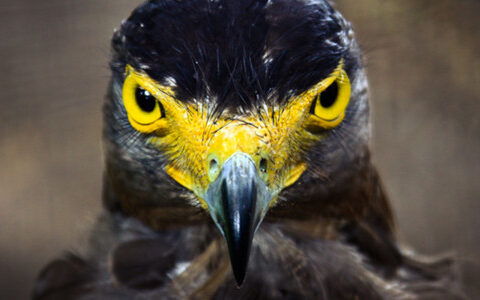 #游戏茶馆日报# 雷军：世界最终属于安卓