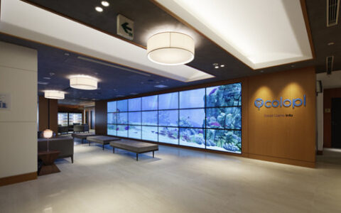 #茶话日本#Mune通讯：日游大厂前世今生之二：COLOPL