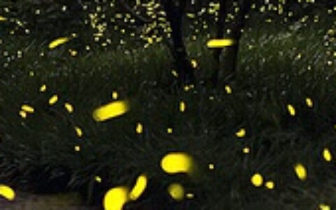 北京萤火动力文化传播有限公司