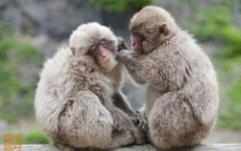 佳伦说：手游战国时代 渠道与发行两情相悦