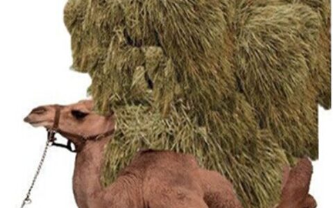 2015年IP热暖了谁的钱袋寒了谁的心？又压死了谁？