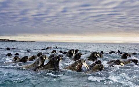 佳伦说：手游CP们创业的这一年
