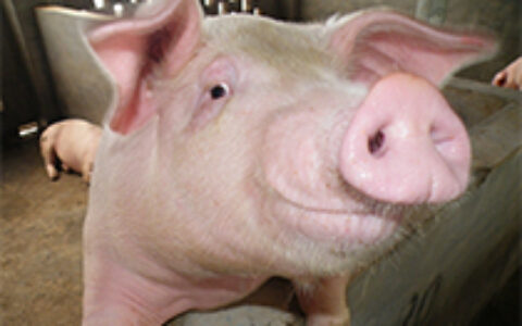 猪肉涨价对游戏行业有什么影响？