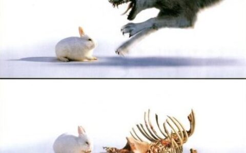 【茶馆日报】第一只兔子？巨人网络《武极天下》制作人徐博被爆离职