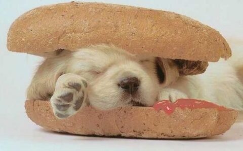 北京猪哥科技有限公司