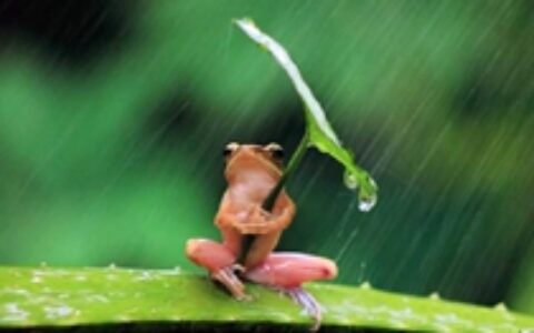 拍过电影！做过VR！旅行青蛙CP成立10年 作品28款