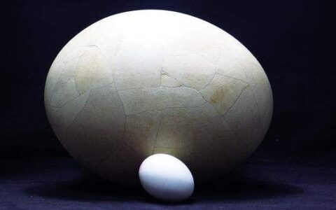 对于WEGAME，《怪物猎人：世界》仅仅是解了燃眉之急而已