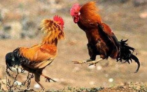 唱、跳、Rap、篮球，《鸡你太美》手游冲进iOS免费榜Top20！