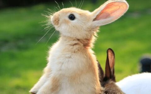 成都米豆兔科技有限公司