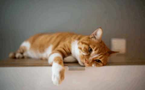 当MMO市场卷得天昏地暗时，网易这款游戏选择“就地躺平”